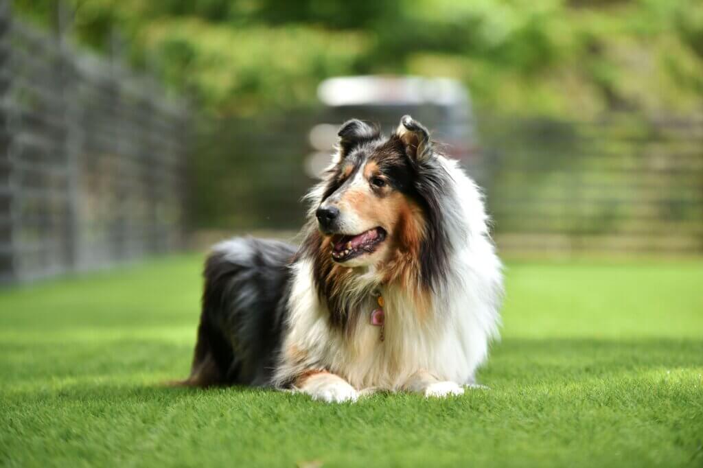 dog-friendly backyard artificial grass