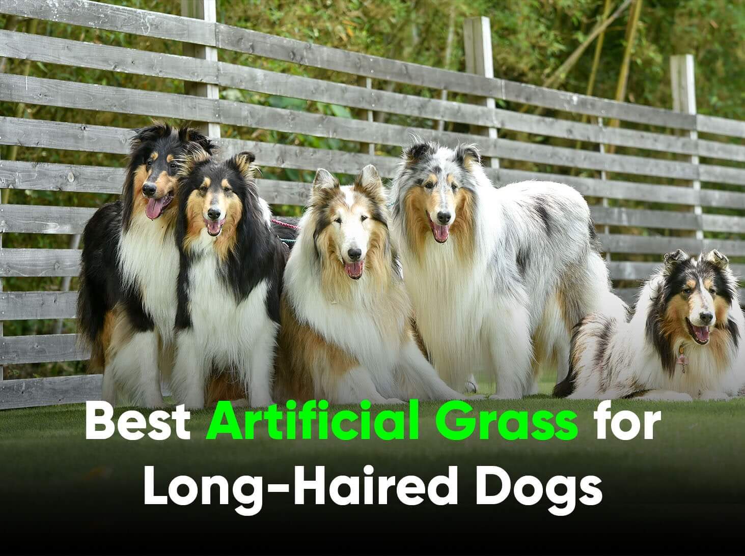 Best Artificial Grass for Dogs in Las Vegas With Long Coats