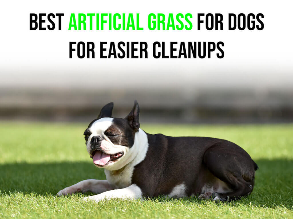 Best Artificial Grass for Dogs for Easier Cleanups-lasvegas