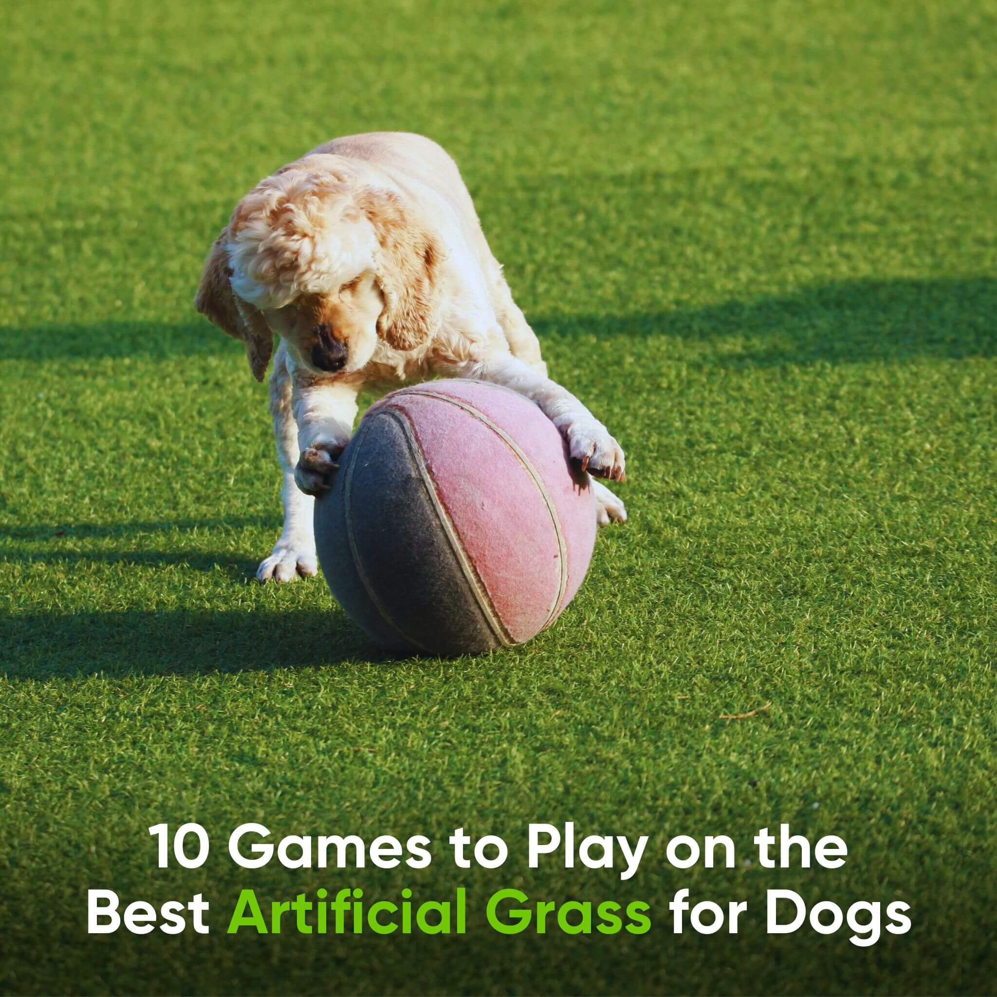 10 Games to Play on the Best Artificial Grass for Dogs - las vegas-min